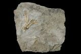 Fossil Crinoid (Dichocrinus) - Gilmore City, Iowa #157214-1